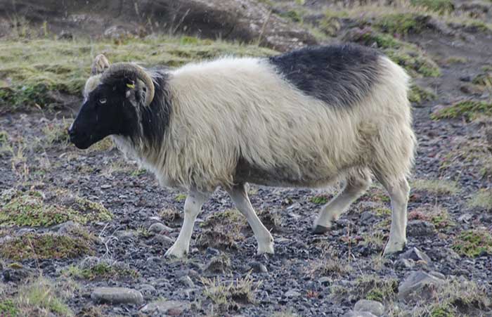 Oveja - Islandia 2.jpg